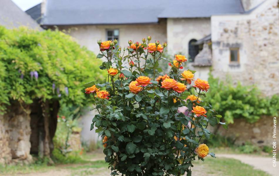 ©SUNFLOR - Primavera